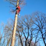 rizikové kácení a prořezávání stromů